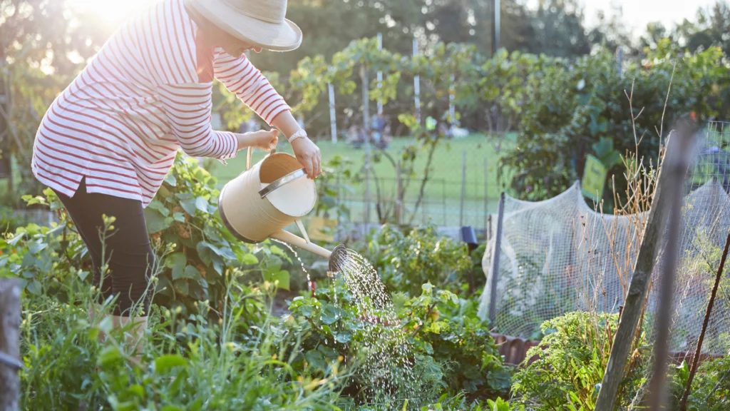Una mujer con un sombrero regando plantas en un jardín